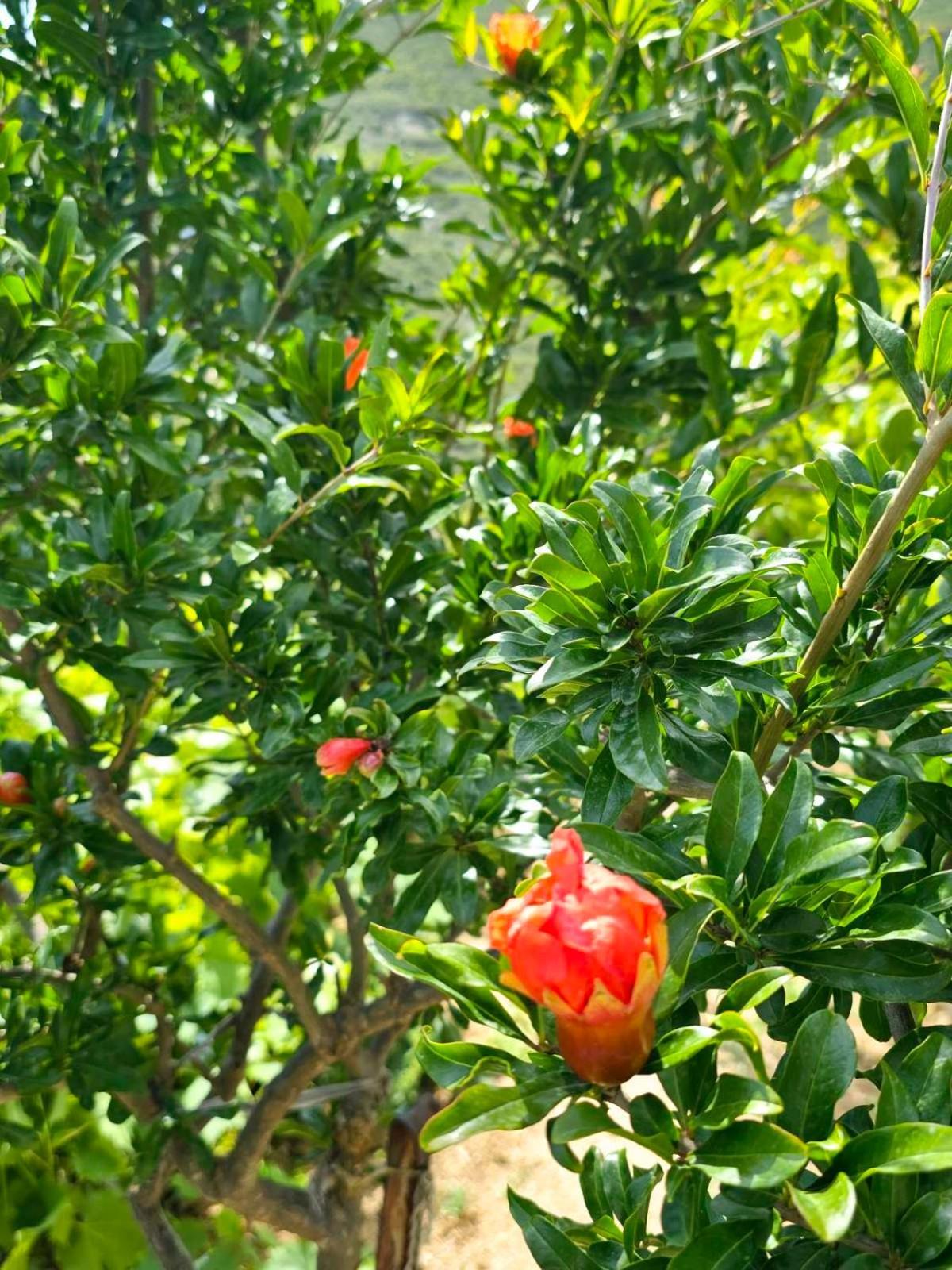 Philoxenia guest house Himara Zewnętrze zdjęcie