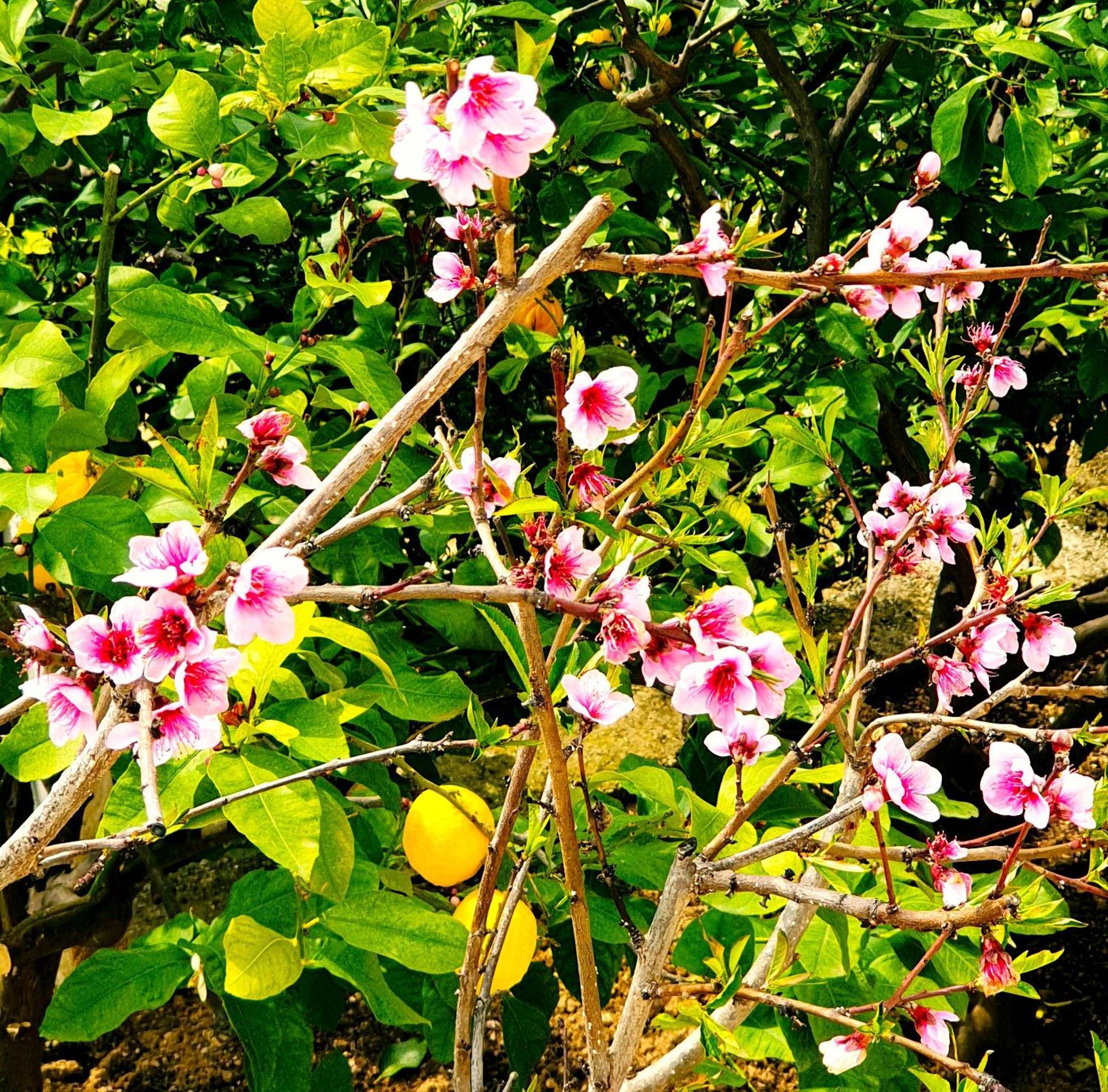 Philoxenia guest house Himara Zewnętrze zdjęcie
